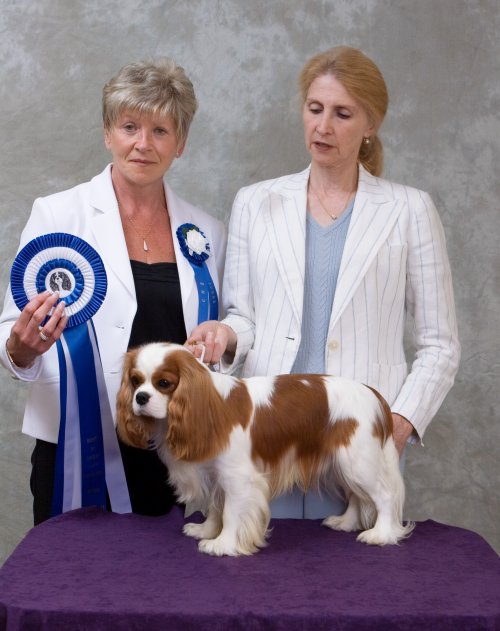 CKCSC-USA/AKC Ch. Pinecrest Orchardhill Rock The Boat