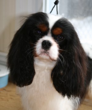 Orchardhill Charismatic