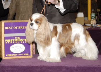 CKCSC-USA/AKC Ch. Pinecrest Orchardhill Rock The Boat