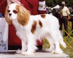 Ch. Orchard Hill Amelie