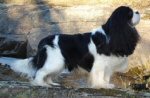 Can Ch. Sheryane Carver's Three Pete