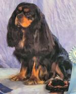 BISS CKCSC-USA/Am/Can Ch. Bramble Coco at�Orchard Hill