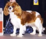Ch. Orchard Hill Chocolat  