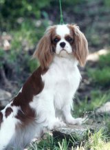 Orchard Hill Flower Power