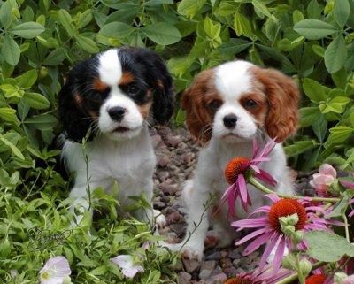 Orchard Hill Puppies