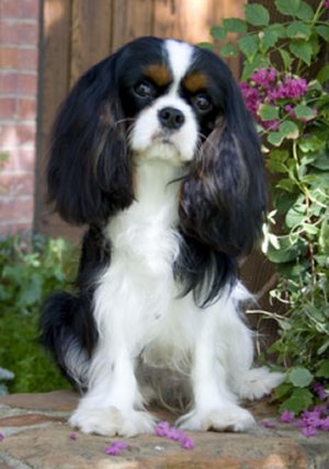 CKCSC-USA/AKC Ch. Orchard Hill Art Deco at Pinecrest