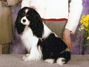 CKCSC-USA/AKC Ch. Orchard Hill And Cute to Boot, J.W.