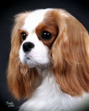 CKCSC-USA/AKC Ch. Orchard Hill  Where�s The Party?