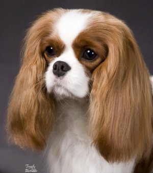 Ch Orchard Hill Fox In Socks