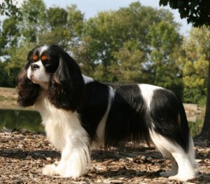 CKCSC-USA/AKC Ch. Orchard Hill Duly Noted