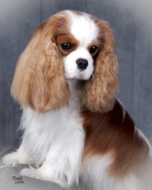 CKCSC-USA/AKC Ch. Orchard Hill  Party Shoes