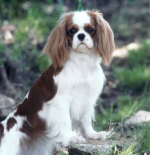 CKCSC-USA/AKC Ch.Orchard Hill Flower Power