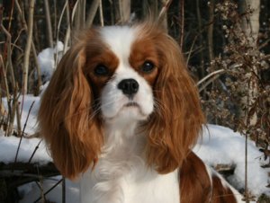 Orchard Hill Evocative