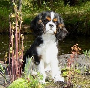 Orchard Hill Nevertheless