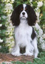 Wendy as a  10 month old Puppy